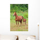 Pferd Horse 27