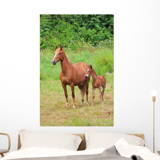 Pferd Horse 27