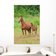 Pferd Horse 27