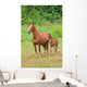 Pferd Horse 27