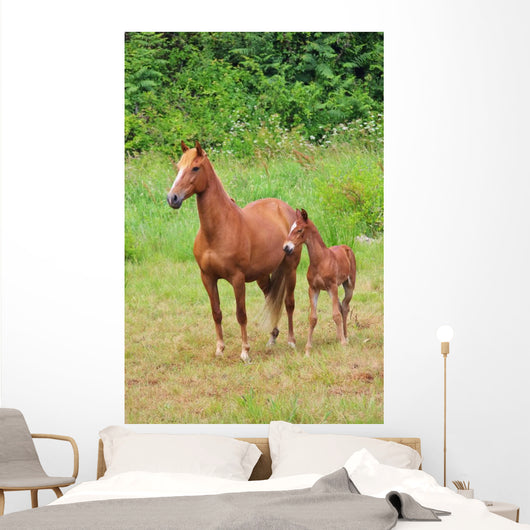 Pferd Horse 27
