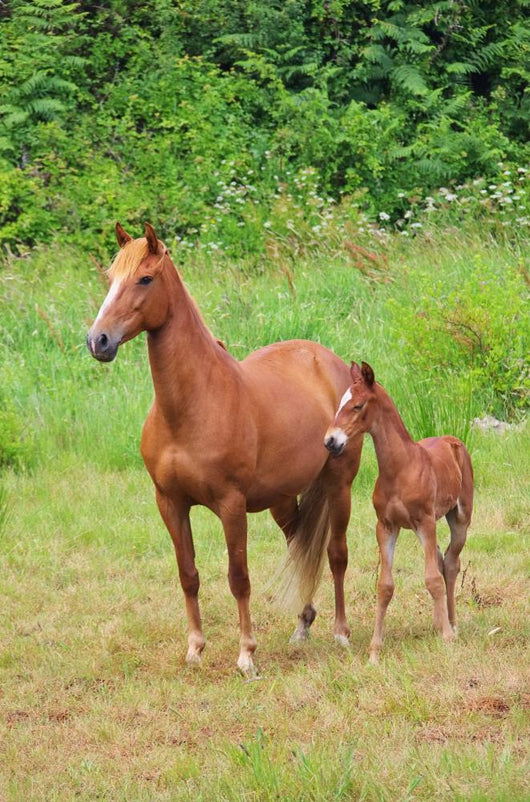 Pferd Horse 27