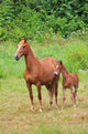 Pferd Horse 27