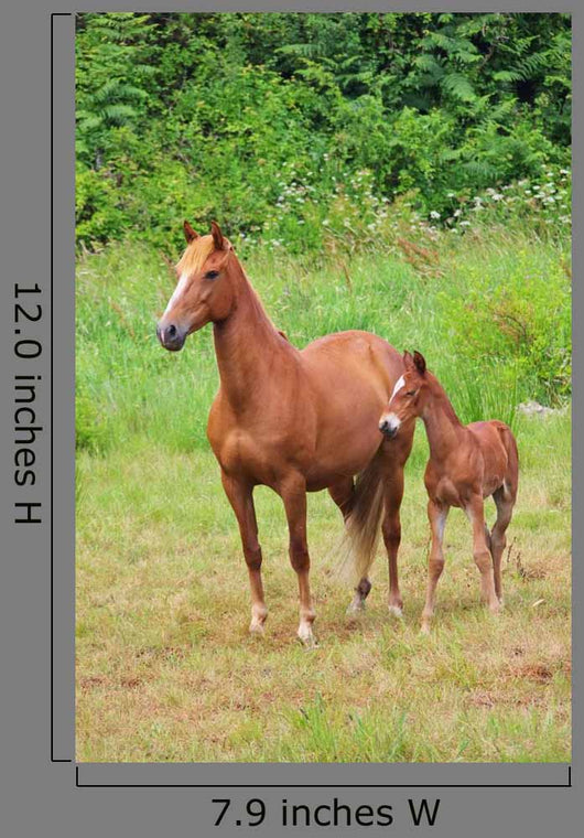 Pferd Horse 27