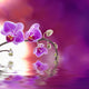 Purple Orchid with Reflection