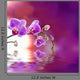 Purple Orchid with Reflection