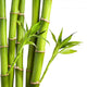 Bamboo and Bamboo Leaf
