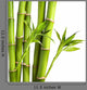Bamboo and Bamboo Leaf