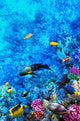 Coral and Fish Red