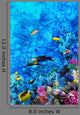 Coral and Fish Red