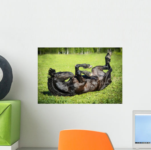 Black Horse Rolls Grass