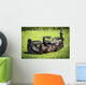 Black Horse Rolls Grass