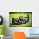 Black Horse Rolls Grass