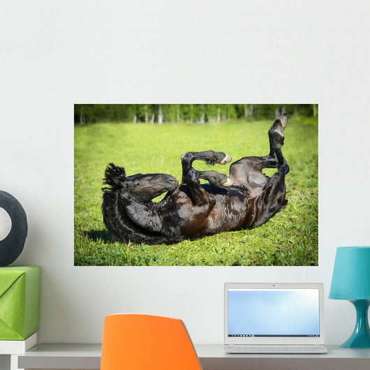 Black Horse Rolls Grass