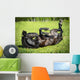 Black Horse Rolls Grass