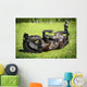Black Horse Rolls Grass