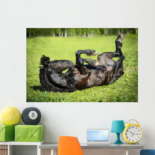 Black Horse Rolls Grass