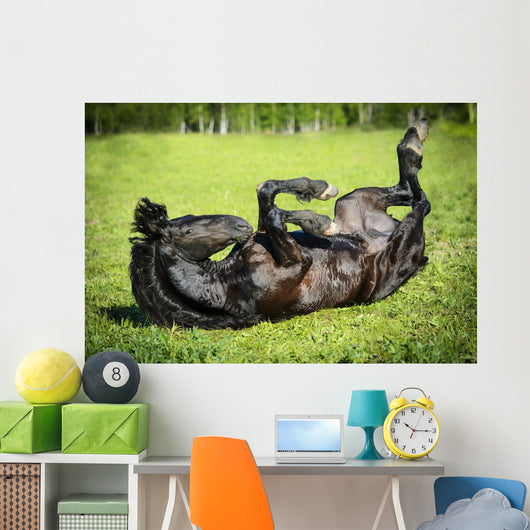 Black Horse Rolls Grass