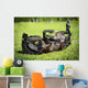Black Horse Rolls Grass