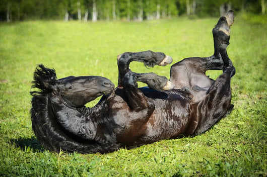 Black Horse Rolls Grass
