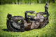 Black Horse Rolls Grass