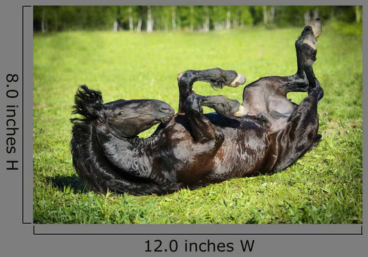 Black Horse Rolls Grass