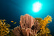 Colonial Tube-sponge Siphonochalina Siphonella Wall Mural
