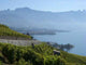 Lavaux, Vineyward Terraces Wall Decal