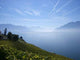 Lavaux, Vineyward Terraces Bay Wall Decal