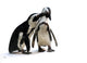 Penguin Couple Wall Decal