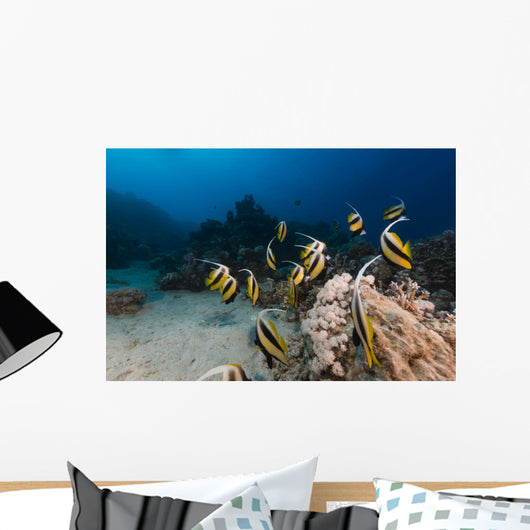 Bannerfish Heniochus Intermedius Wall Mural