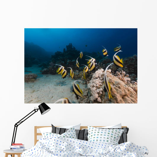 Bannerfish Heniochus Intermedius Wall Mural