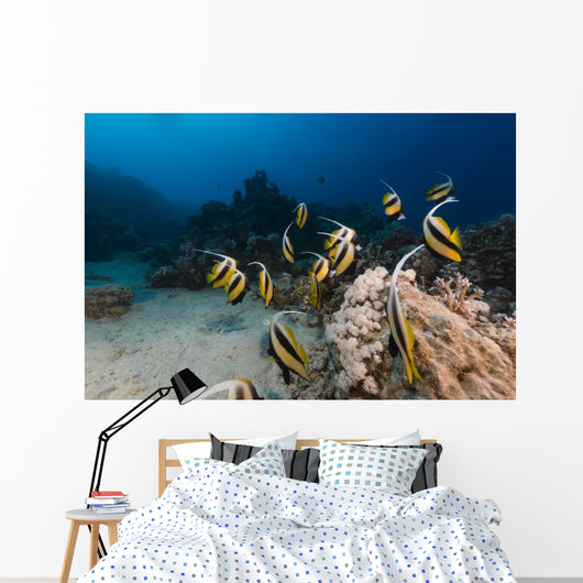 Bannerfish Heniochus Intermedius Wall Mural
