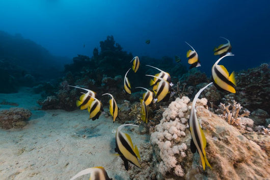 Bannerfish Heniochus Intermedius Wall Mural