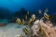 Bannerfish Heniochus Intermedius Wall Mural