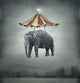 Fantasy Elephant Wall Decal