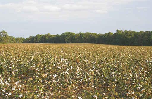 Cotton Field Wall Decal