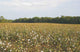 Cotton Field Wall Decal