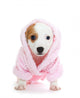 Jack Russell Terrier puppy Wall Decal