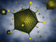 Icosahedral Viruses Adenoviridae