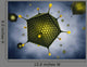 Icosahedral Viruses Adenoviridae