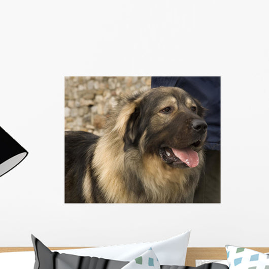 Domestic Dog from Macedonia Wall Mural