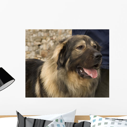 Domestic Dog from Macedonia Wall Mural