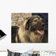Domestic Dog from Macedonia Wall Mural