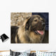 Domestic Dog from Macedonia Wall Mural