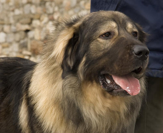 Domestic Dog from Macedonia Wall Mural