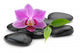 orchid Wall Decal