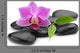 orchid Wall Decal
