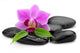 Orchid