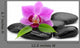 Orchid